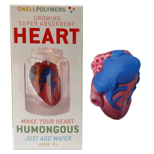 Copernicus Toys - Grow a Heart |
Anatomy Model Polymer Heart Science Kit