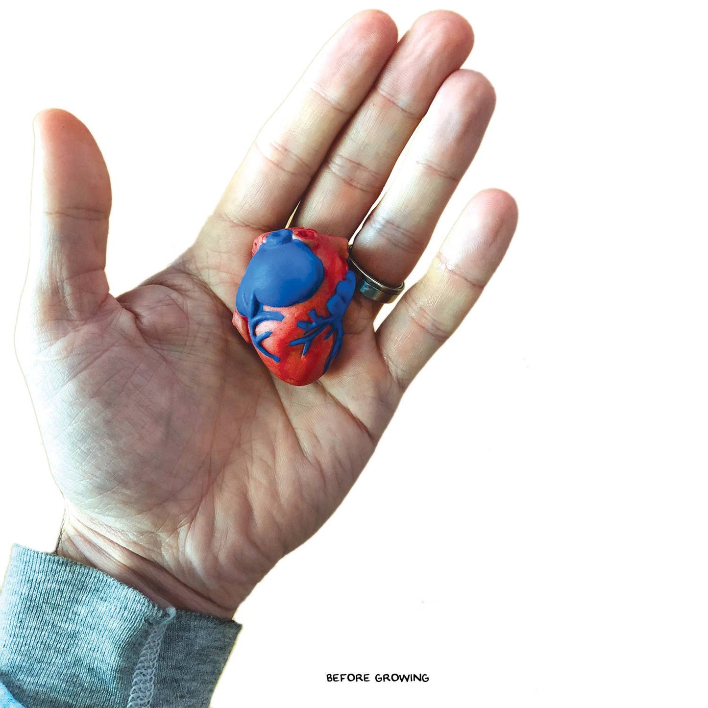 Copernicus Toys - Grow a Heart |
Anatomy Model Polymer Heart Science Kit