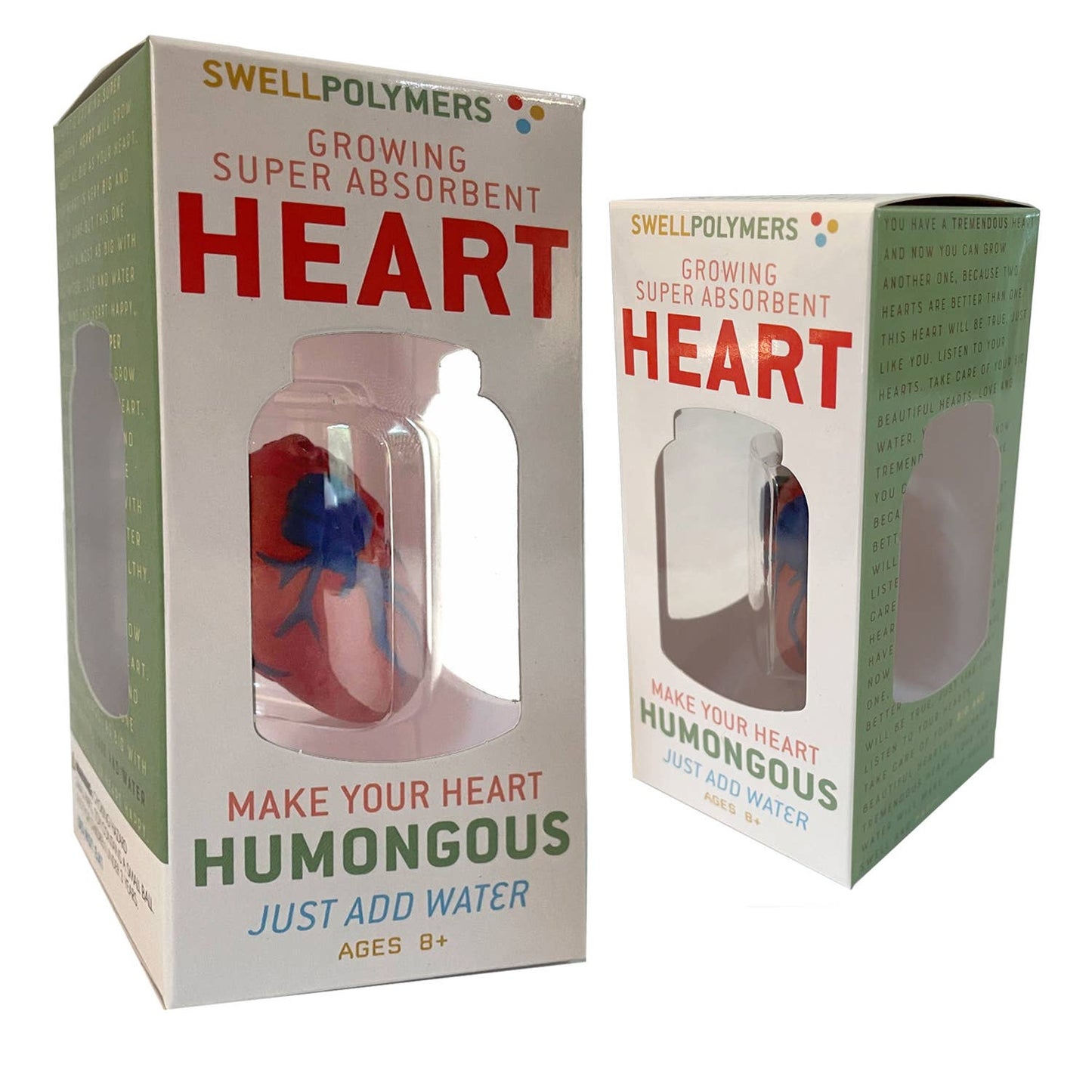 Copernicus Toys - Grow a Heart |
Anatomy Model Polymer Heart Science Kit