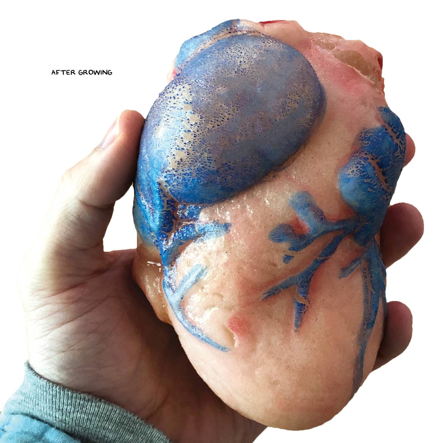 Copernicus Toys - Grow a Heart |
Anatomy Model Polymer Heart Science Kit